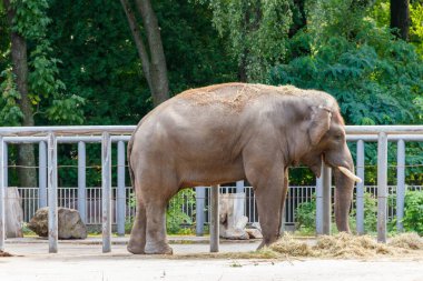 Hint filinin portresi (Elephas maximus indicus)