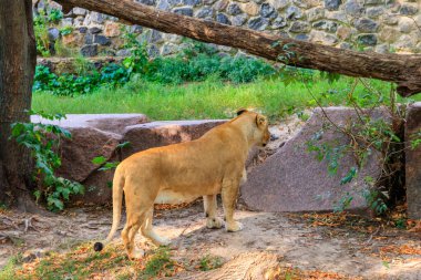Bir dişi aslan (Panthera Leo portresi)
