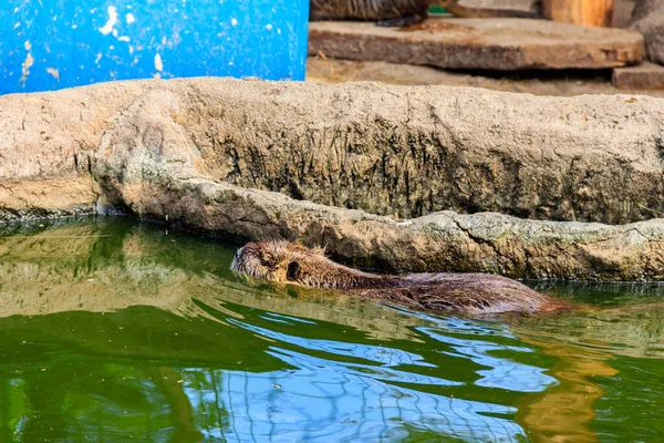 Koypu Myocastor Coypus Oder Nutria — Stockfoto