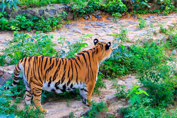 Portrait Tiger Panthera Tigris — Stock Photo, Image