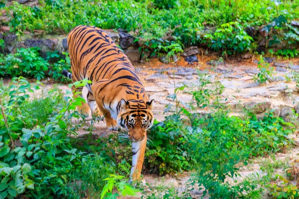Egy Tigris Panthera Tigris Portréja — Stock Fotó