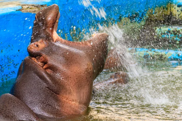 Common Hippopotamus Hippopotamus Amphibius Hippo Water — Stock Photo, Image