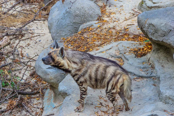 Striped hyena (Hyaena hyaena) on ground