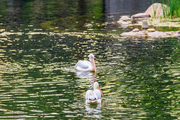 Большие Белые Пеликаны Pelecanus Onocrotalus Известны Восточные Белые Пеликаны Розовые — стоковое фото