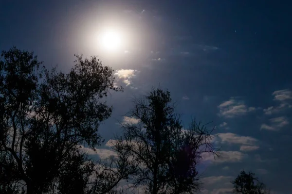 Escena Nocturna Con Luna Llena Árboles — Foto de Stock