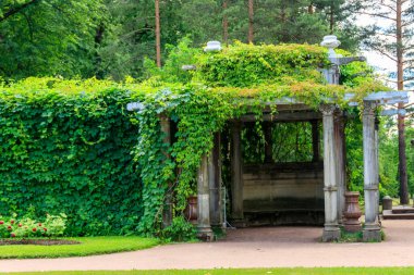 Tsarskoye Selo, Puşkin, Rusya 'daki Catherine Park' ta İtalyan usulü eski pergola-veranda 1865, yabani üzümlerle doludur.