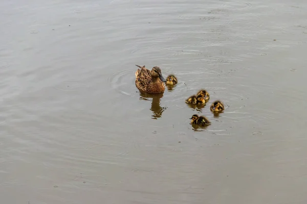 Canard Sauvage Avec Petits Canetons Nageant Dans Lac — Photo