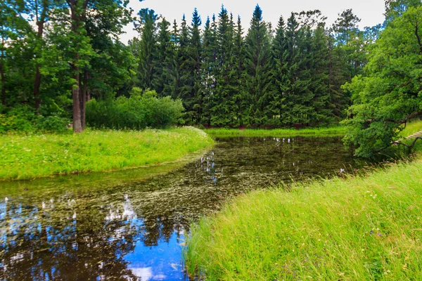 Small River Mixed Deciduous Coniferous Forest Russia Summer Landscape — Stock Photo, Image