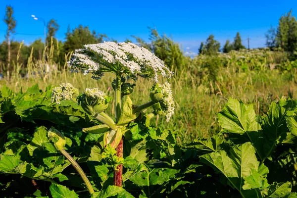 Sosnowsky 'nin yaban domuzu (Heracleum sosnowskyi) tehlikeli bir otçul bitkidir. Bitkinin tüm kısımlarında yoğun zehirli alerjik Furanomarin bulunur.