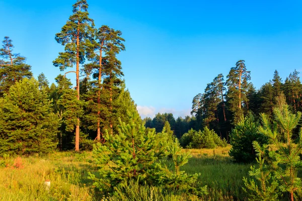 Uitzicht Een Groen Naaldbos Zomer — Stockfoto