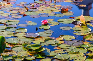 Gölde pembe su zambağı (Nymphaea)