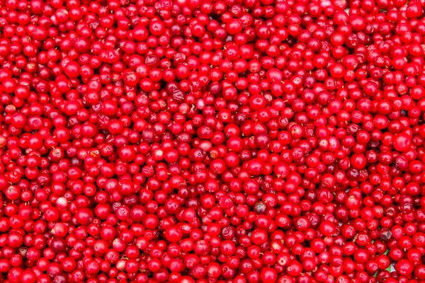 Achtergrond Van Rijpe Rode Lingonberry Cowberry Patrijs Stockafbeelding