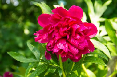 Bahçedeki güzel şakayık çiçeği