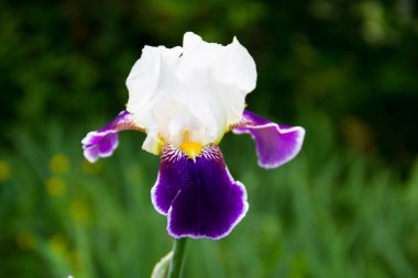 Bahçedeki çiçek tarhında güzel bir iris çiçeği