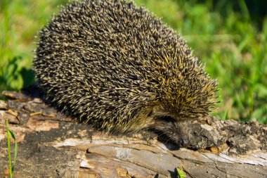 Genç dikenli kirpi kütüğün üzerinde
