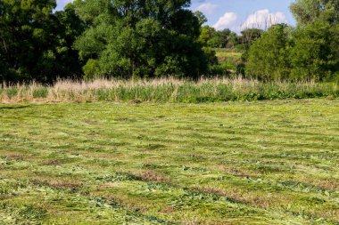 Saman sıralarıyla yeni biçilmiş çayır. Tarım Yazı manzarası