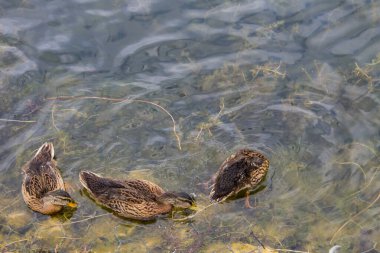 Göl yüzeyindeki vahşi ördekler