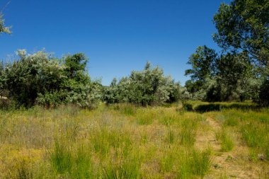 Yaz, yatay, yeşil ağaçlar, çayır ve mavi gökyüzü