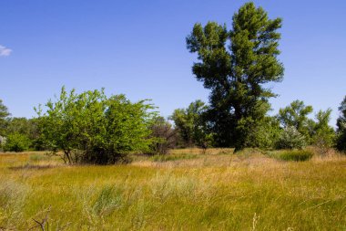 Yaz, yatay, yeşil ağaçlar, çayır ve mavi gökyüzü