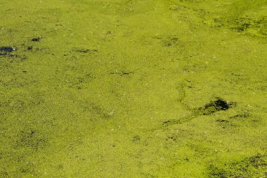 Su yüzeyinde yeşil ördek weed