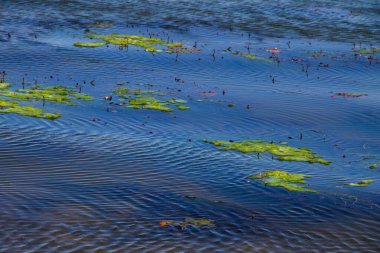 Kumlu sahilde suda yeşil yosun. Su kirliliği. Ekolojik sorun