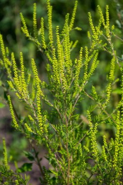 Ragweed plants (Ambrosia artemisiifolia) causing allergy clipart