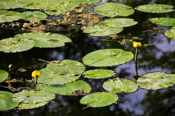 Geel Water Bloemen Nuphar Lutea Lake — Stockfoto