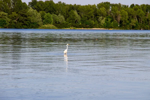 Malá Volavka Neboli Bílá Volavka Egretta Garzetta Řece Dněpru — Stock fotografie