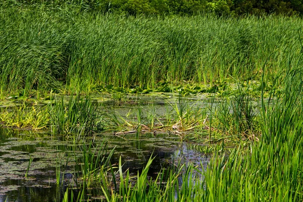 Ποταμός Swampy Κατάφυτος Υδρόβια Φυτά — Φωτογραφία Αρχείου