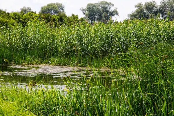 Ποταμός Swampy Κατάφυτος Υδρόβια Φυτά — Φωτογραφία Αρχείου