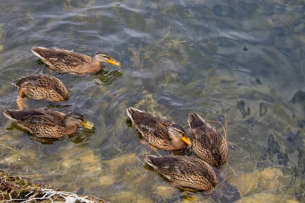 Wild Ducks Lake Surface — Stock Photo, Image