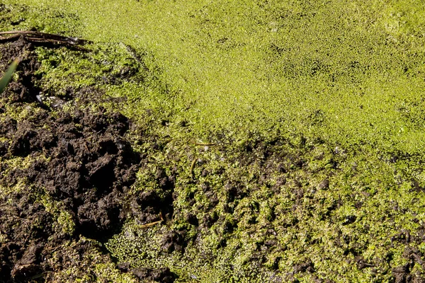 Pato Verde Superficie Del Agua —  Fotos de Stock