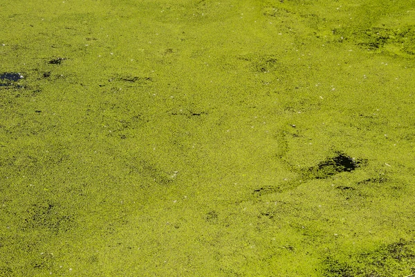 Зелені Каченята Поверхні Води — стокове фото
