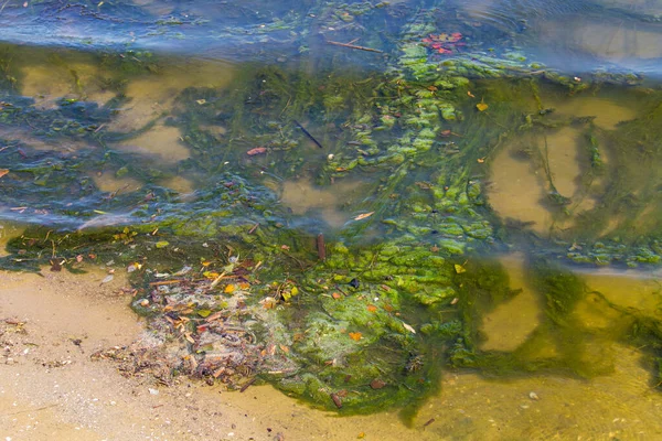 Зелені Водорості Воді Піщаному Пляжі Забруднення Води Екологічна Проблема — стокове фото