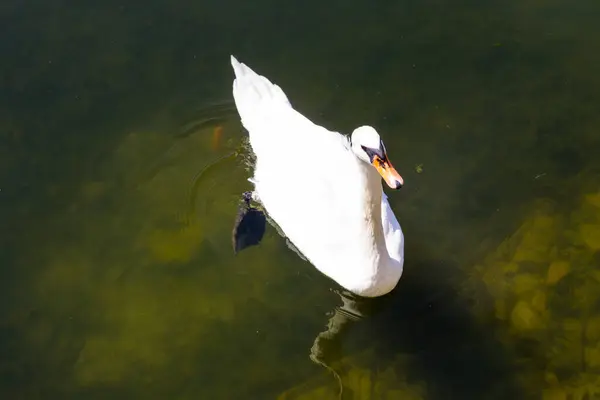 Белый Лебедь Плавающий Озеру — стоковое фото