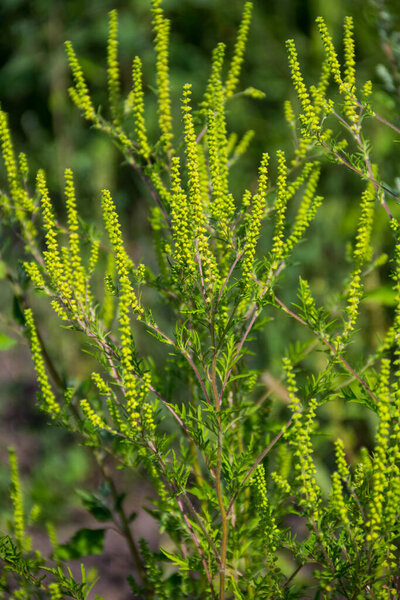 Ragweed plants (Ambrosia artemisiifolia) causing allergy