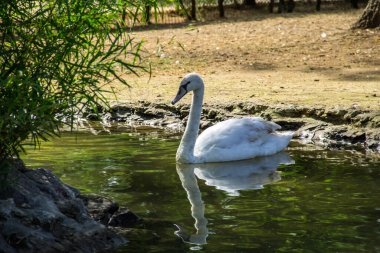 Gölde yüzen beyaz kuğu