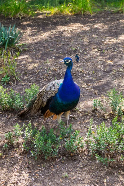 Indiai Peafowl Vagy Kék Peafowl Pavo Cristatus — Stock Fotó