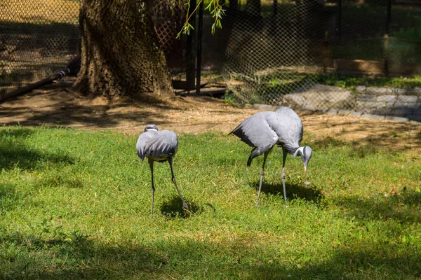 Gru Demoiselle Grus Virgo Erba Verde — Foto Stock