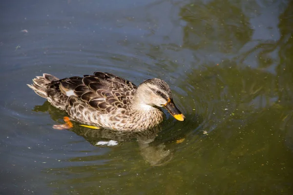 Wild Ducks Lake Surface — Stock Photo, Image