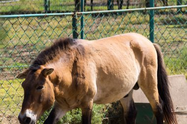 Przewalski hayvanat bahçesindeki vahşi atlar. Przewalski atı Kırmızı Koruma Kitabı 'nda nesli tükenmekte olan nadir bir at türüdür. Esaret altındaki hayvanlar