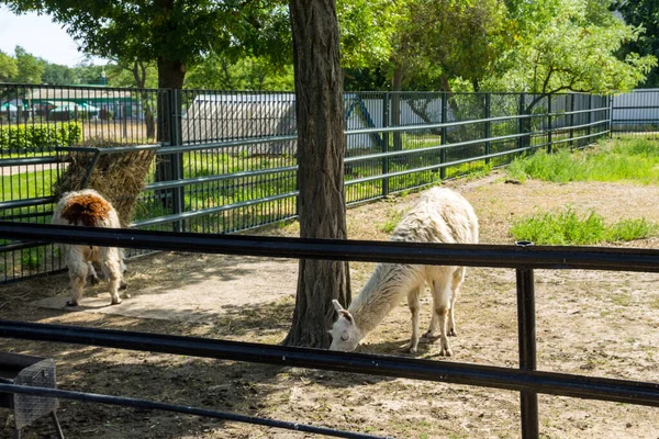 Dos Llamas Paddock — Foto de Stock