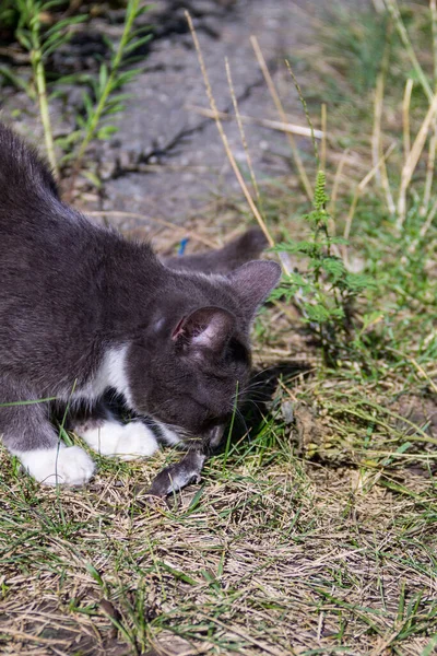 かわいいですグレー子猫キャッチA小さなマウス — ストック写真
