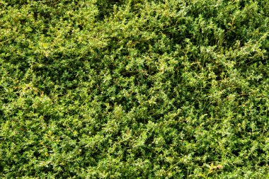 Yeşil çimen dokusu. Doğal arkaplan