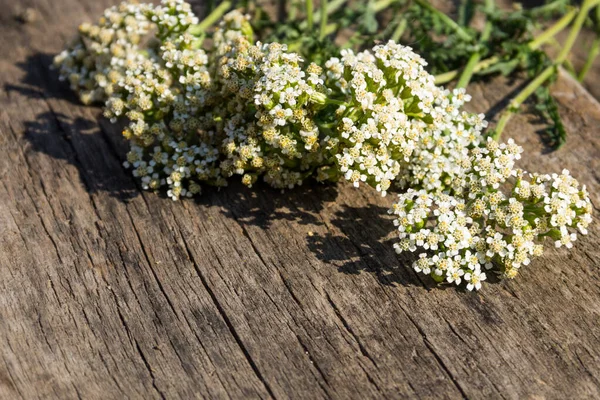 White yarrow flowers (Achillea millefolium) on rustic wooden background. Copy space