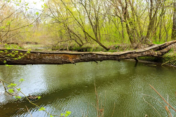 Πτώση Κορμού Δέντρο Γέφυρα Πάνω Από Ένα Ποτάμι Στο Πράσινο — Φωτογραφία Αρχείου