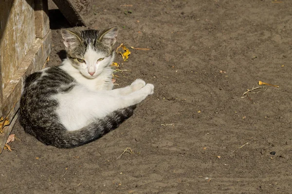 Obdachloses Kleines Kätzchen Auf Dem Boden — Stockfoto