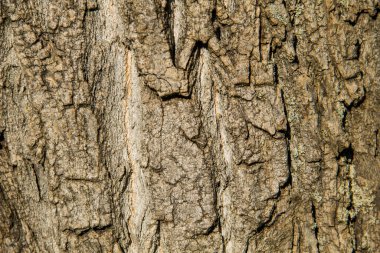Ağaç kabuğu doku. Ahşap arka plan