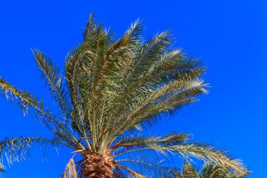 Mavi gökyüzü arka planında palmiye ağacı
