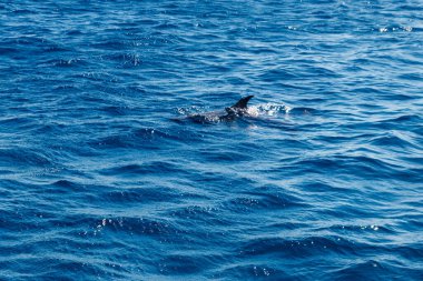 Yunuslar Kızıl denizde yüzüyor